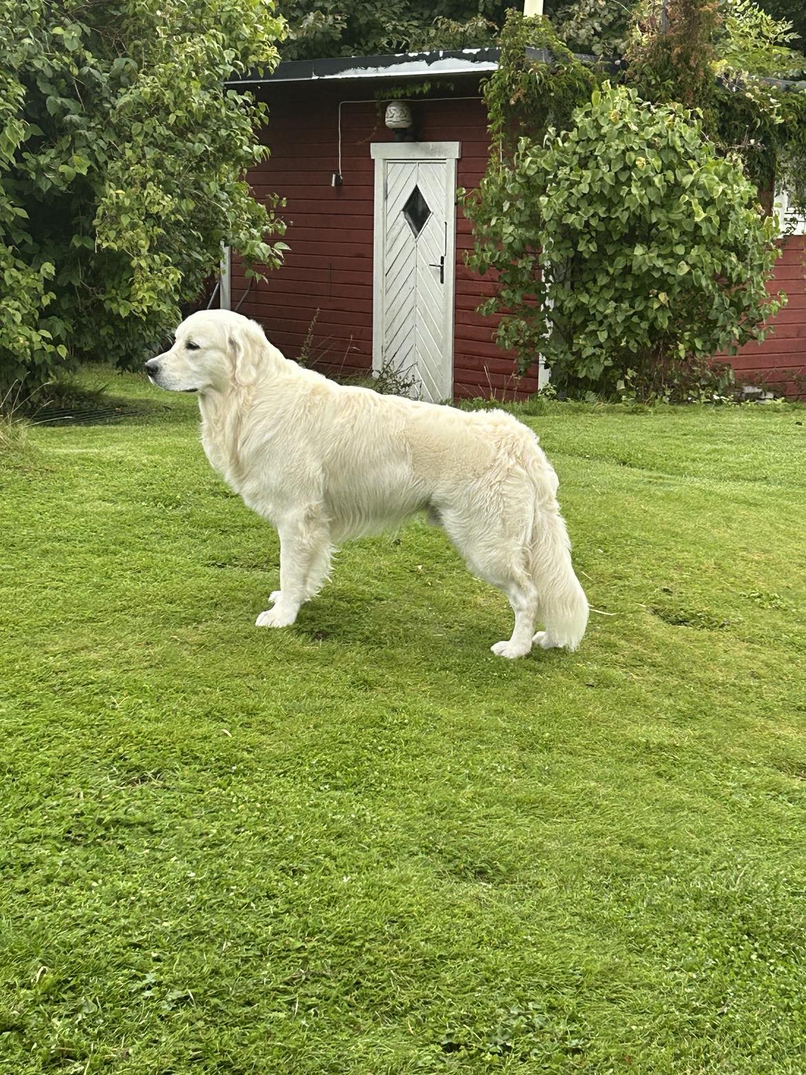 Leo